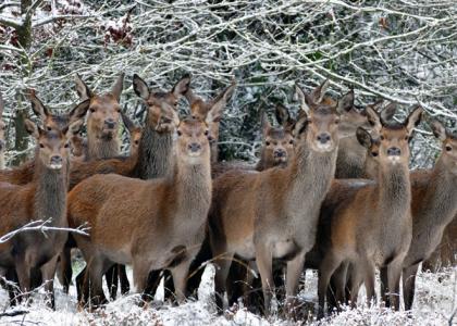 Waldtiere, Rehe