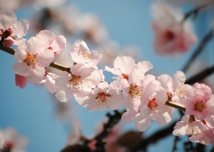 Mandelblüte