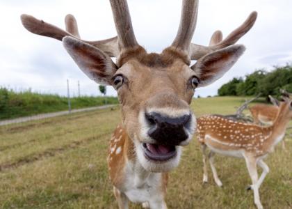 Tiere im Sommer