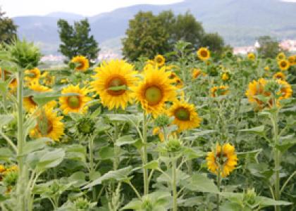 Sonnenblumen