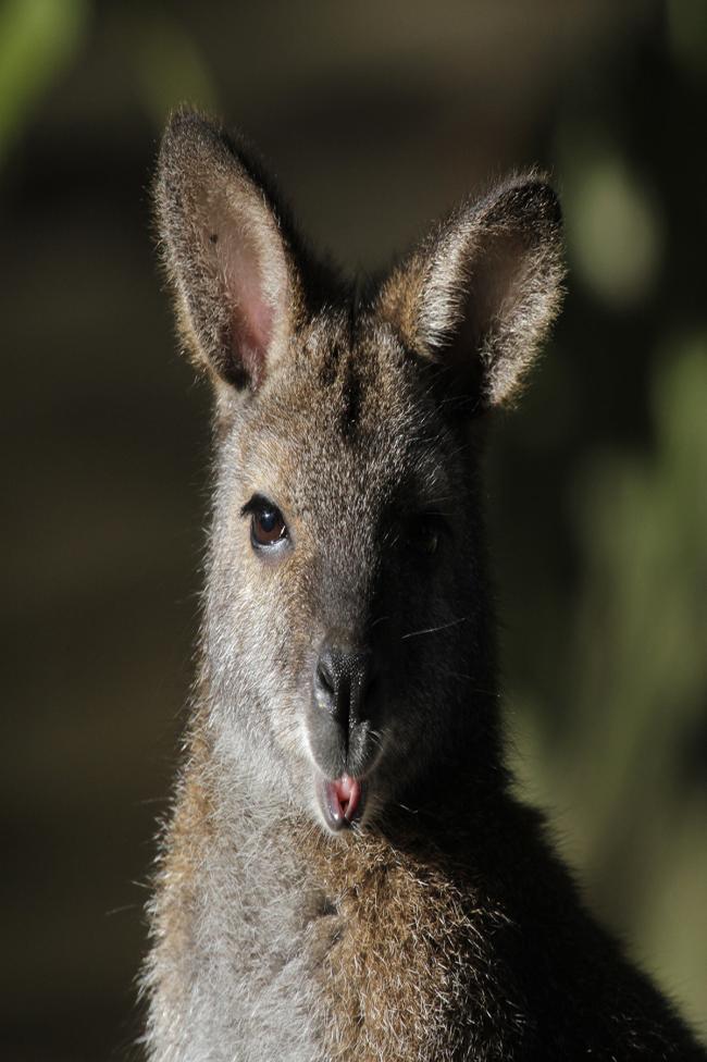 Wallaby2.jpg