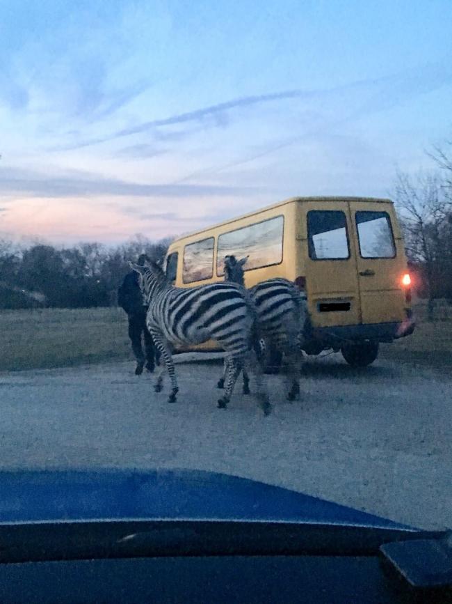 Zebras.jpg